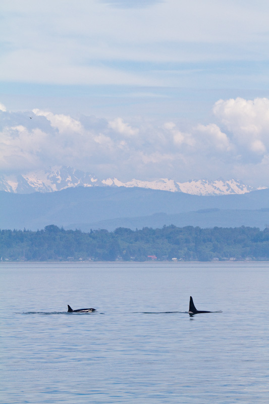 Orcas And The Cascades